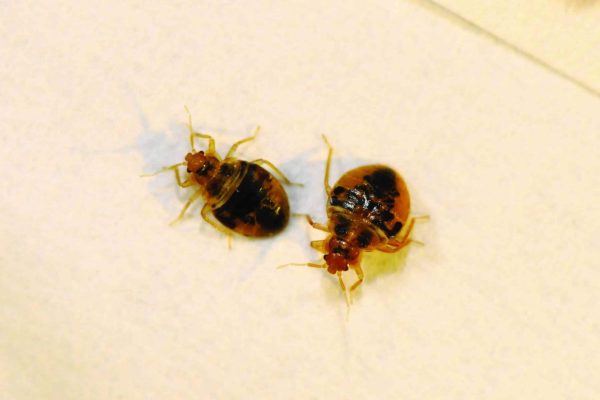 Affordable Bed Bug Services Near Me in Milwaukee